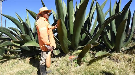 What Is Pulque And What Does It Taste Like?