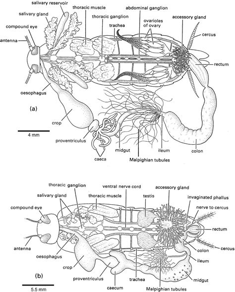 Cricket Anatomy - Anatomy Book