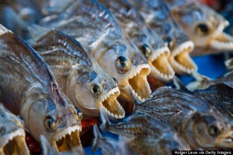 Girl, 6, Dies After Piranhas Devour Her Legs During Family Holiday ...