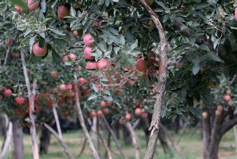 Kashmir Apple, Kashmir Apple Season Time And Varieties - Amar Ujala ...