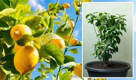 How to care for lemon trees: Keep citrus tree ‘happy’ with simple tips ...