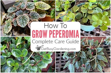 Peperomia Plant Care & Growing Guide - Get Busy Gardening