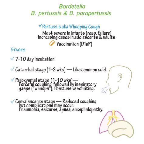 Immunology/Microbiology Glossary: Bordetella | Draw It to Know It