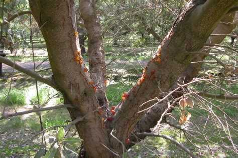 Resurgence of Perennial Phytophthora Canker Disease of Almonds | West ...