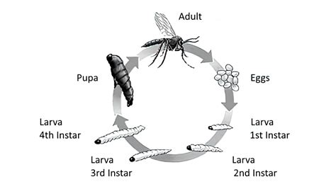 How to Control Fungus Gnats in Indoor Plants – Deep Green Permaculture