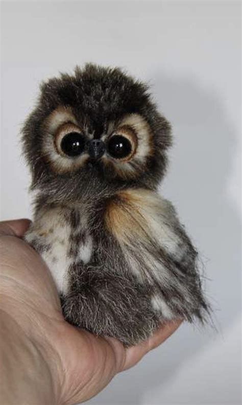 I never knew baby owls are so cute : r/aww