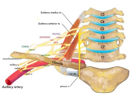 Scalene - Anatomy - Orthobullets