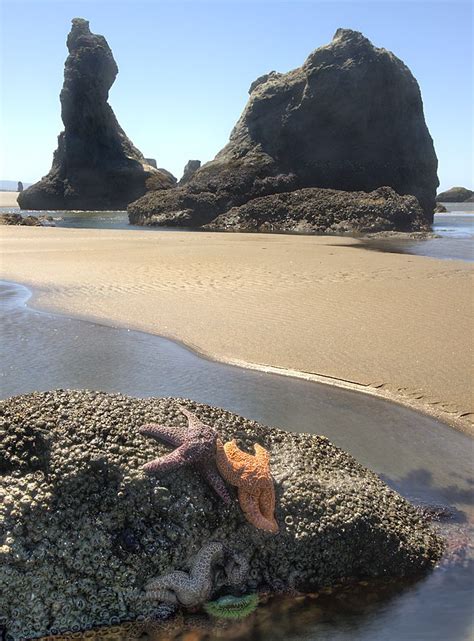 Bandon Beach Oregon | Bandon beach, Oregon beaches, Oregon road trip