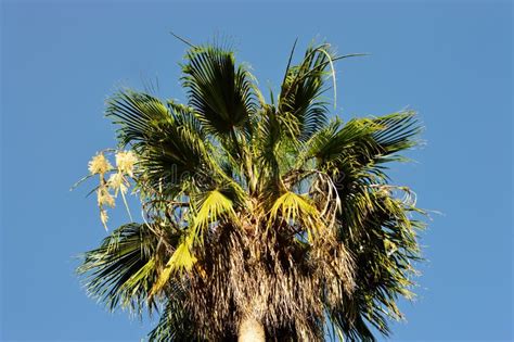 Coconut, Tree, Leaves Picture. Image: 109897641