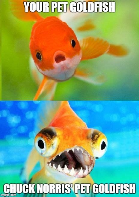 Chuck Norris' pet goldfish | Chuck norris memes, Chuck norris, Chuck ...