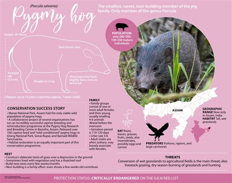 Pygmy Hog: Facts, Habitat, and How it Builds a Nest | Roundglass | Sustain