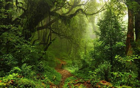 amazon wallpaper hd,forest,natural landscape,vegetation,nature,old ...