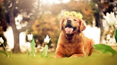 Cute Golden Retriever Puppies Wallpaper (56+ images)