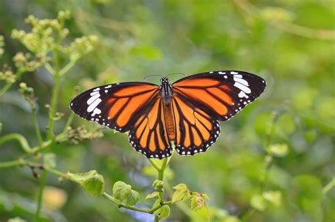 50 Magnificent Monarch Butterfly Facts You Can't Miss - Facts.net