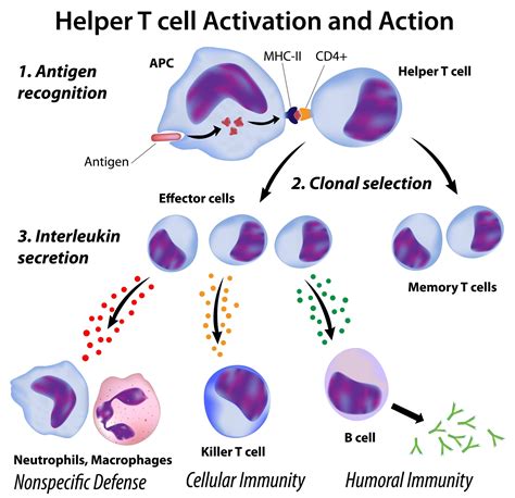 How Your Immune System Protects You From Infection: Part 4 – T ...