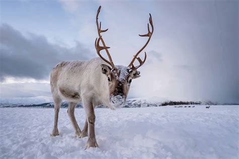 40 Reindeer Facts More Than Just About Rudolph - Facts.net