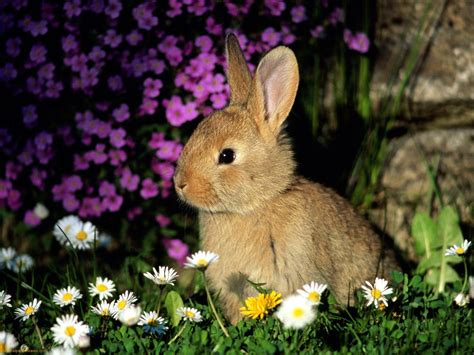 bunnies, Animals, Rabbits Wallpapers HD / Desktop and Mobile Backgrounds