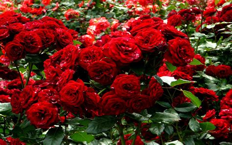 Red Rose Garden Wallpapers - Wallpaper Cave