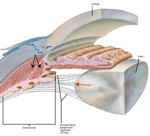 “A Real Eye Opener – The Eye, Part 4” – Outlander Anatomy