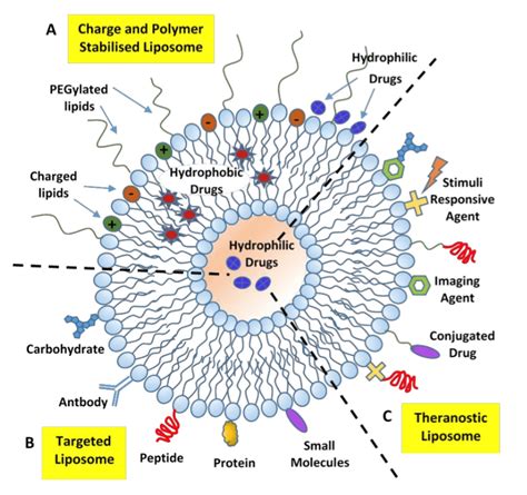 Liposome Applications - Creative Biostructure