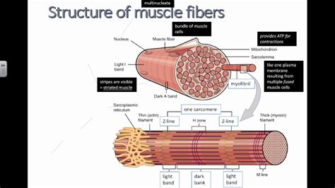 Structure of Muscle Fibers (IB Biology) - YouTube