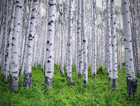 Gray Aspen Grove in 2020 | Aspen trees, Tree photography, Aspen