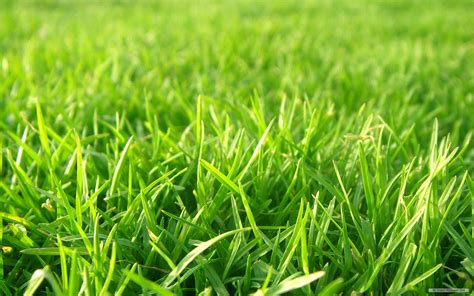 Grass Backgrounds wallpaper | 1920x1200 | #80778