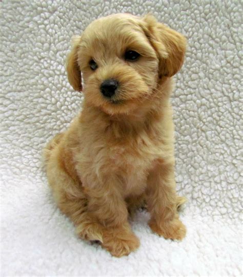 Growing Puppies - Virginia Schnoodle Breeder --Hypoallergenic Dogs ...