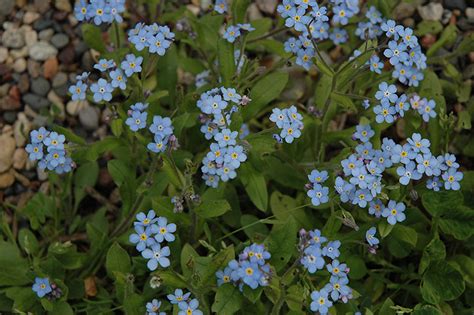 Forget-Me-Not (Myosotis sylvatica) in Edmonton St Albert Sherwood Park ...