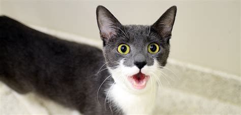 Meowing and Yowling | ASPCA