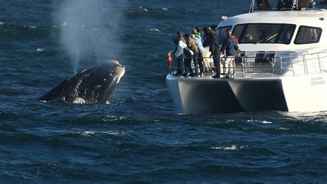 Whale Watching Tours In Hermanus, The Whale Capital Of South Africa ...