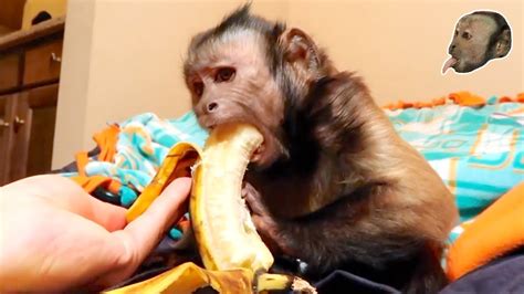 Two Monkeys Eating Bananas