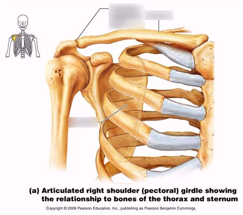 Bones of the Pectoral Girdle Diagram | Quizlet