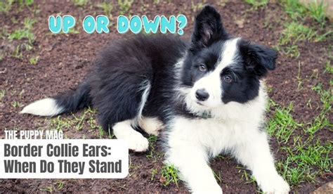 When Do Border Collie Ears Stand Up: Complete Ear FAQ Guide – The Puppy Mag