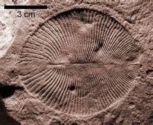 High quality dickinsonia fossil : r/ediacaran