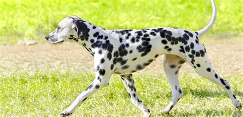 6 Fastest Dog Breeds | My Pet Needs That