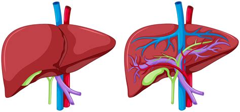 Two diagram of liver anatomy 359160 Vector Art at Vecteezy