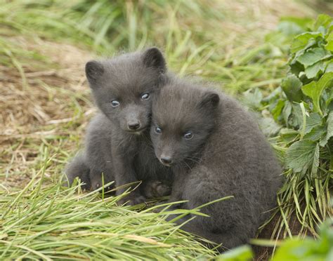 Alaska | Arctic fox cubs on St Paul Island. | Richard McManus | Flickr