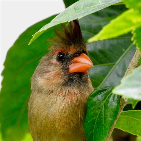 Wildewood Wonders: Northern Cardinal Fledglings in the Butterfly Garden