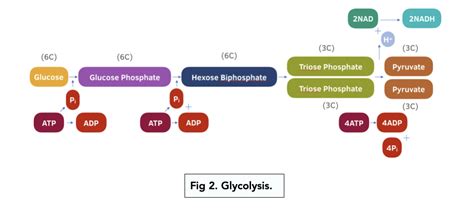 The Stages and Products of Glycolysis (A-level Biology) - Study Mind