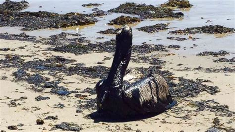 PHOTOS: California oil spill has deadly effect on wildlife - 6abc ...