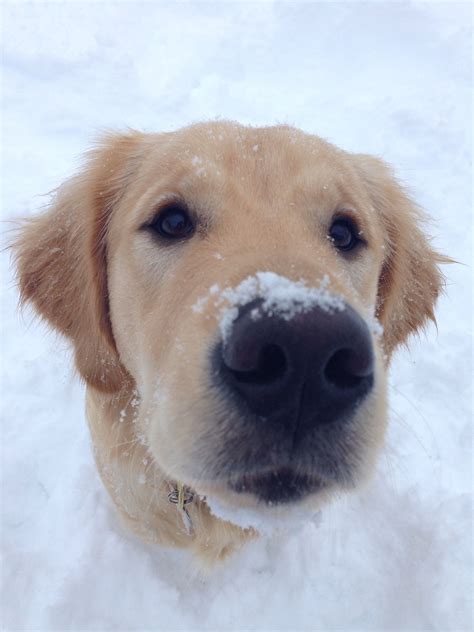 Golden retriever in the snow. | Golden retriever, Golden retriever snow ...