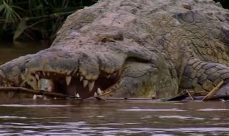 Giant crocodile who has 'eaten 300 people' is feared alive after years ...