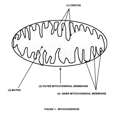 Mitochondria Drawing at PaintingValley.com | Explore collection of ...