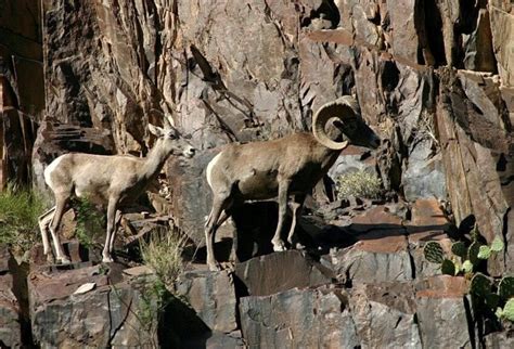 Free picture: bighorn, sheep