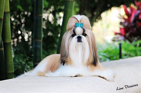 Shih Tzu - Top Knot 101 - With Jody Garcini | All Things Dogs College