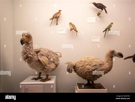 Extinct Dodo Bird High Resolution Stock Photography and Images - Alamy