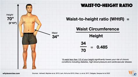 Waist-to-hip ratio: Reliable research shows if you need to lose weight