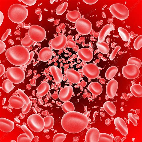 Red blood cells - Stock Image - P242/0449 - Science Photo Library