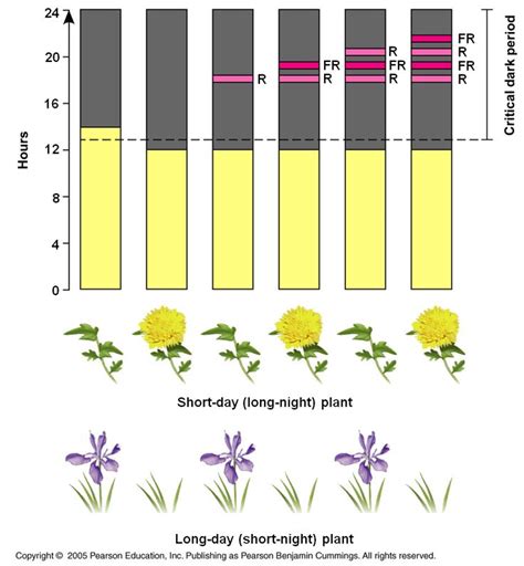 Long and Short Day Plants | Know how short-day plants and long-day ...